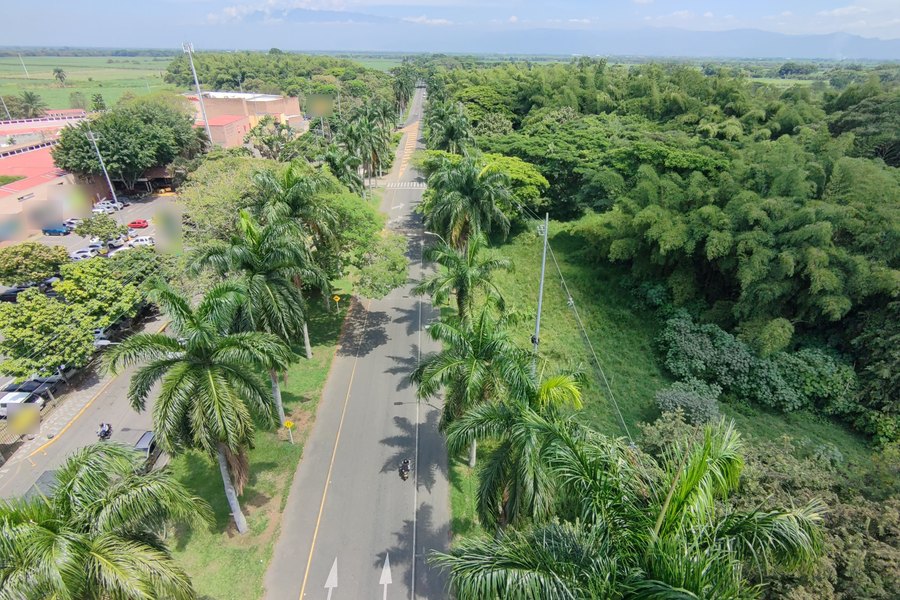 Vista aérea de una avenida con palmas en Palmira, con cultivos de caña y la cordillera al fondo