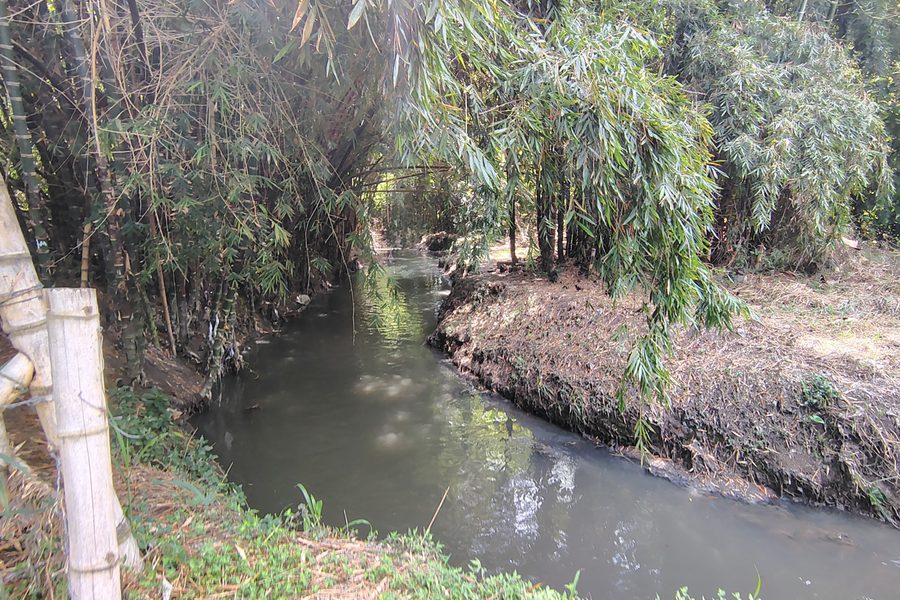 Ronda hídrica de un cauce con bambú y guadua en el Valle del Cauca