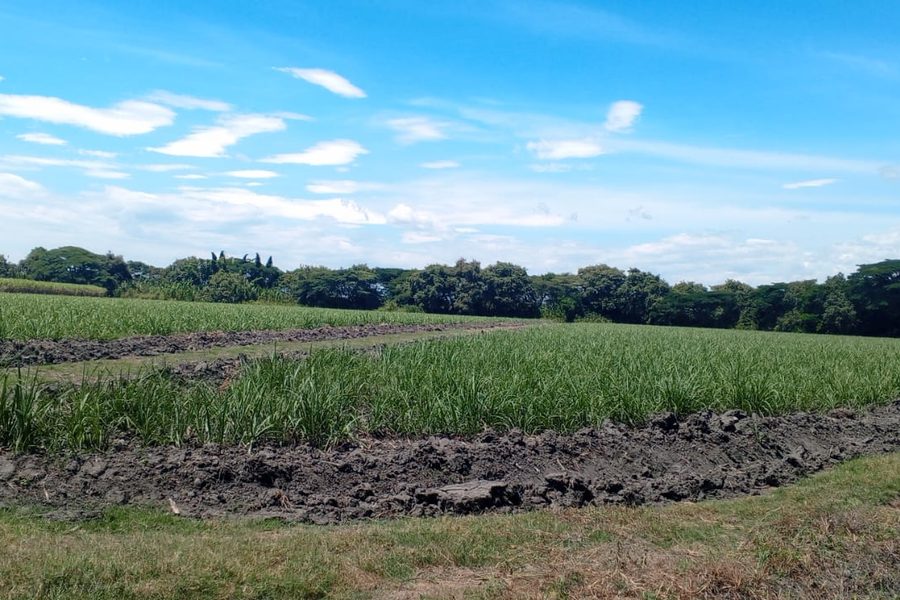 Predio rural con cultivo de caña en el Valle del Cauca